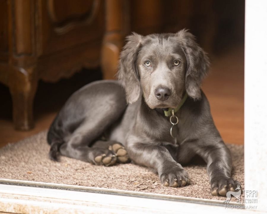 Long haired weimaraner