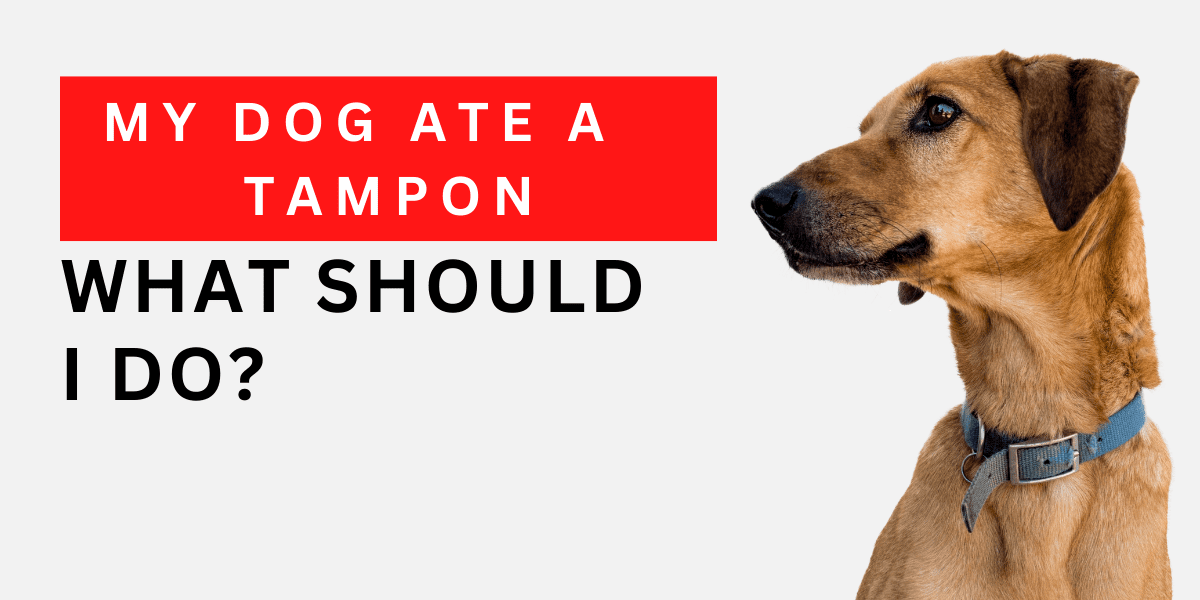 My Dog Ate a Tampon: What Should I Do? (2024)