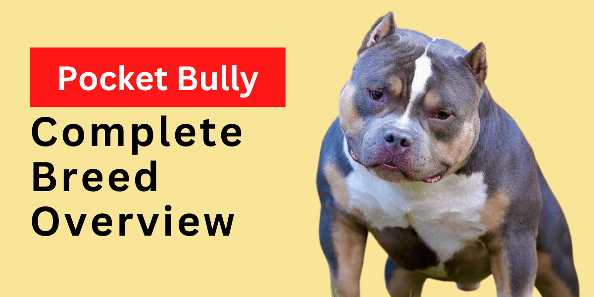 Pocket Bully: Complete Breed Overview 2022