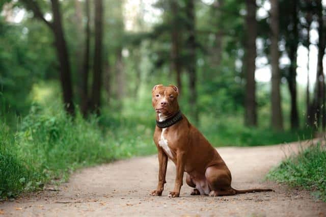 Red Nose Pitbull