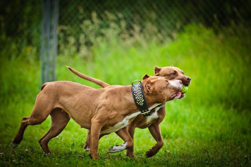 Red Nose Pitbull