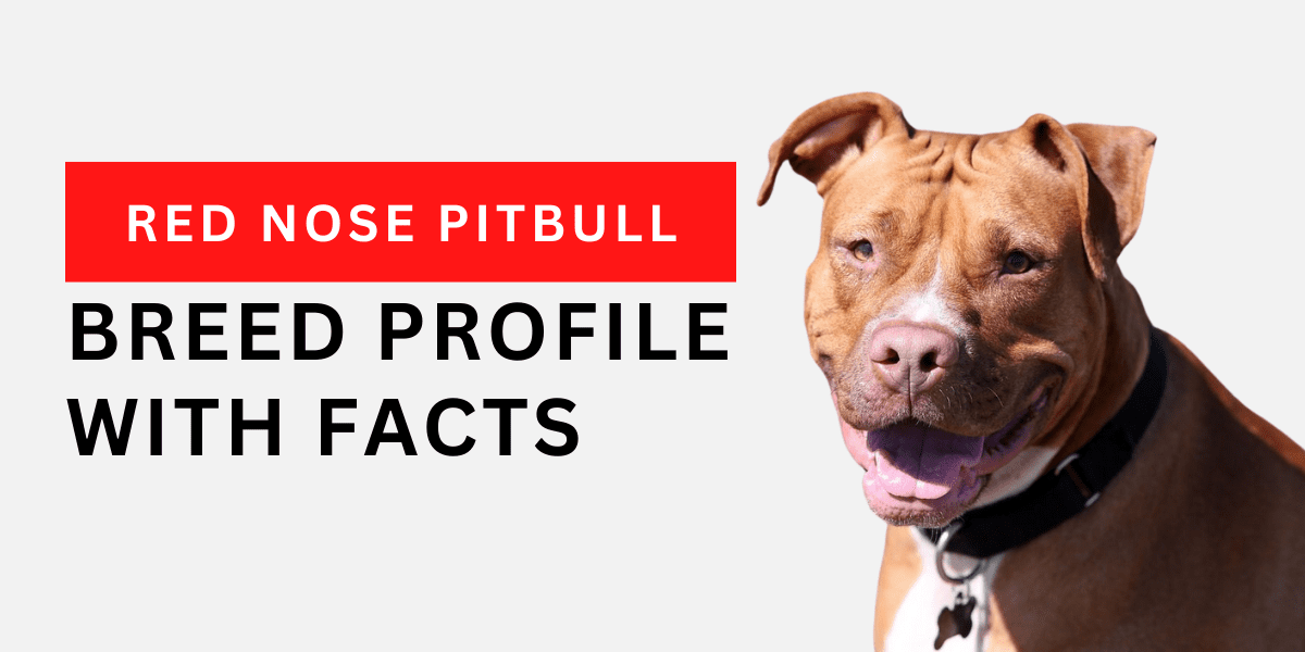 Red Nose Pitbull: Breed Profile With Facts 2024