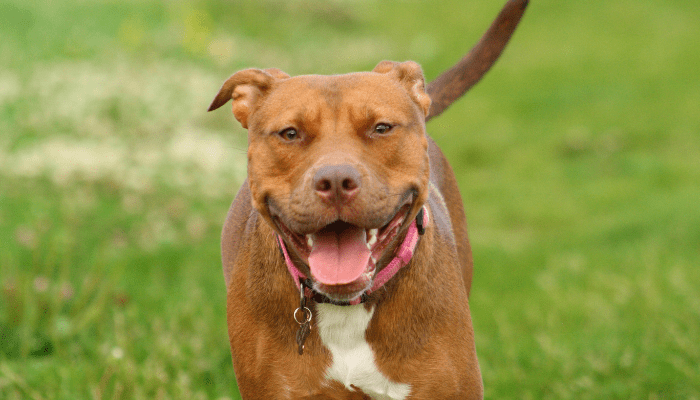 Red Nose Pitbull