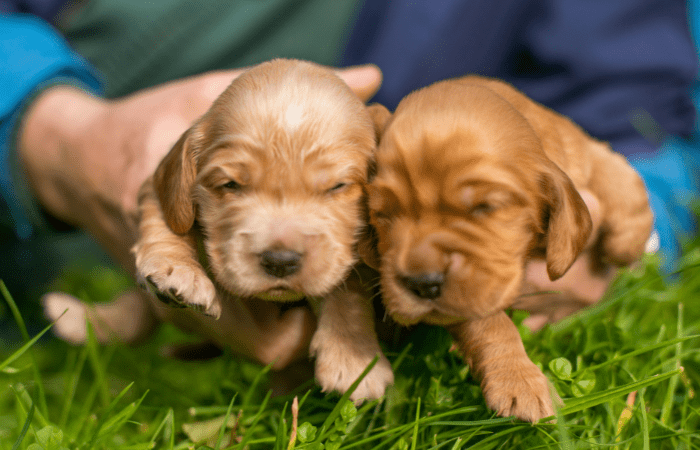 When do puppies open their eyes