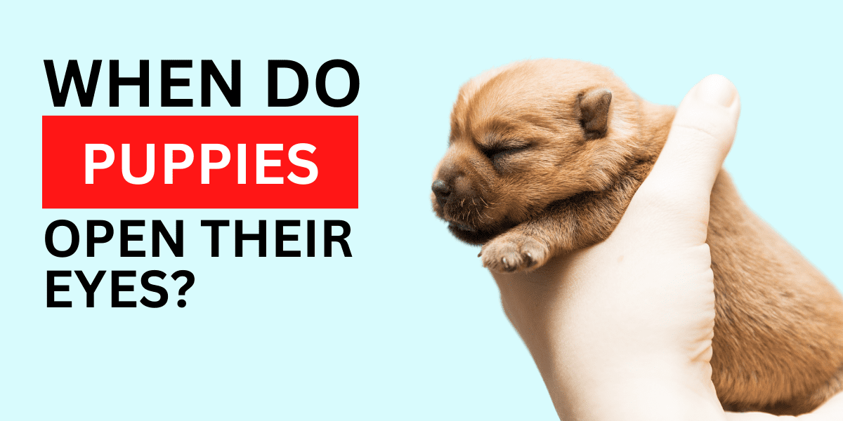 When Do Puppies Open Their Eyes?