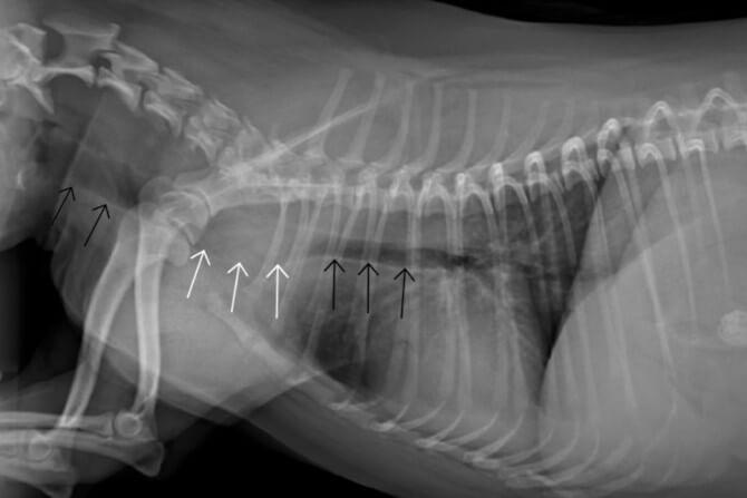 When to euthanize a dog with tracheal collapse