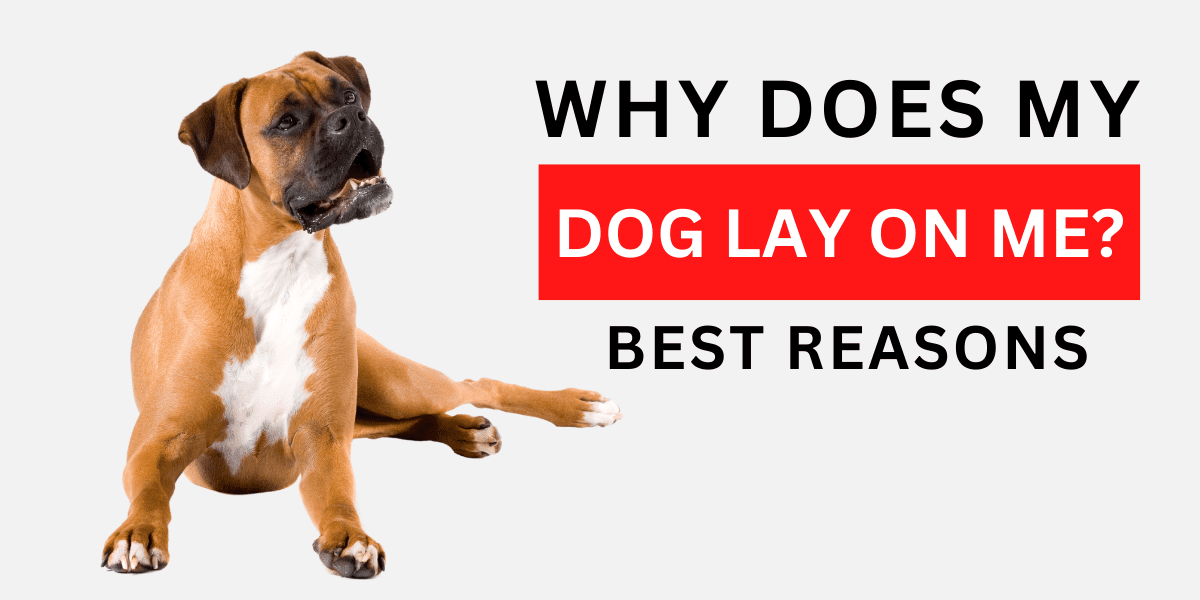 Why Does My Dog Lay on Me? (Best Reasons) 2022