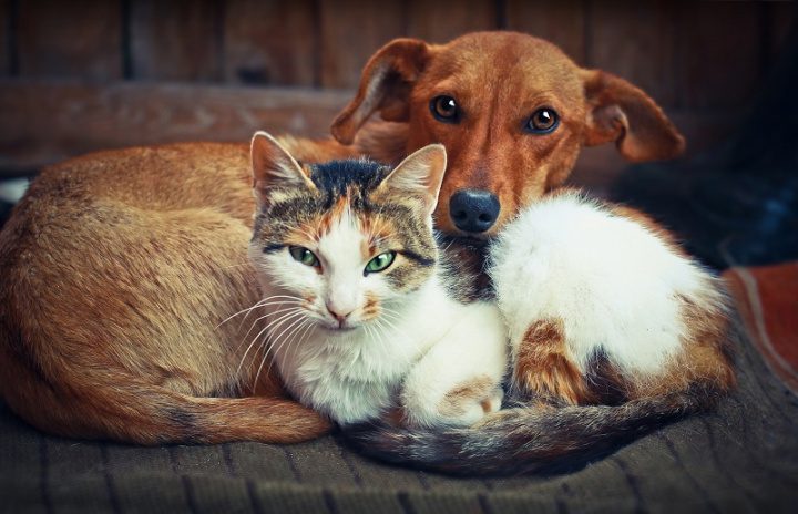 Why having a pet is good for your health