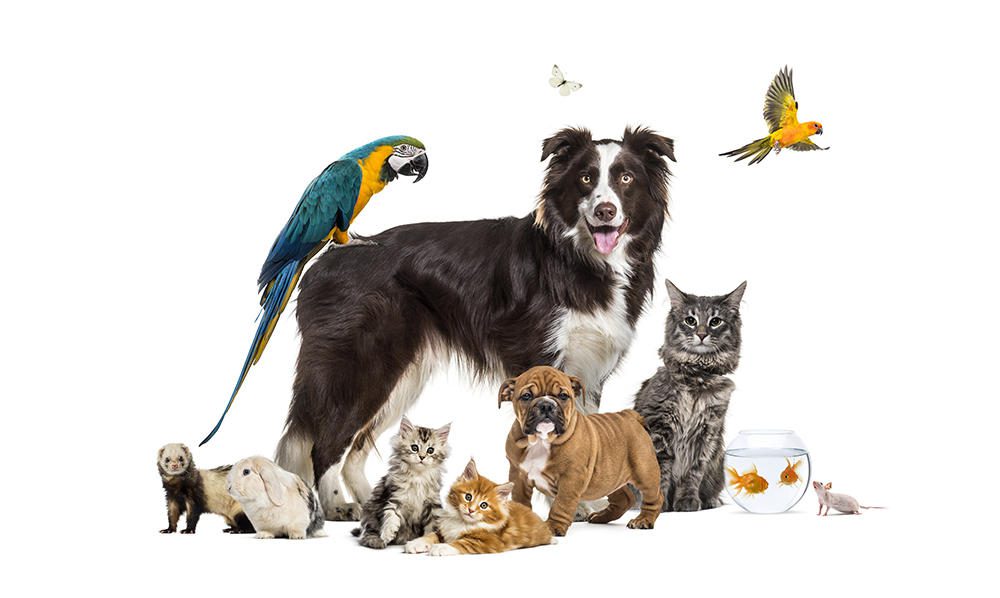 Why having a pet is good for your health