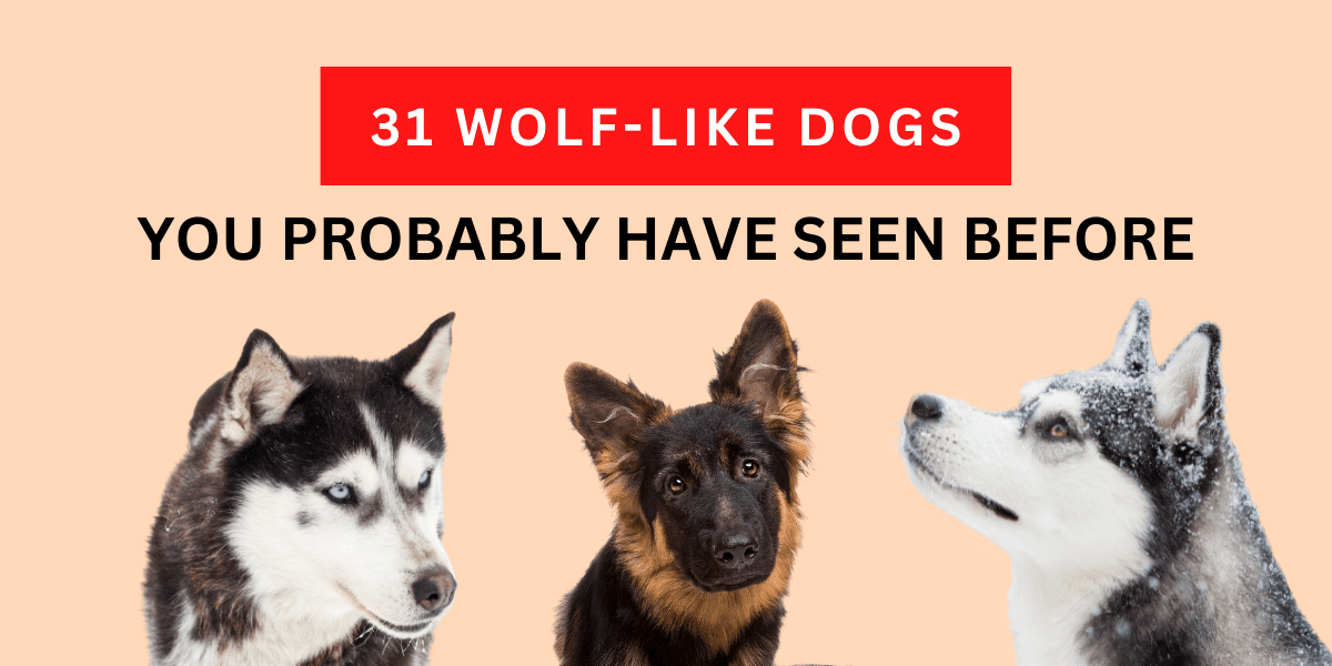 31 Wolf Like Dogs You Probably Have Seen Before 2024