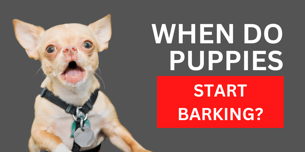 When Do Puppies Start Barking? 2024