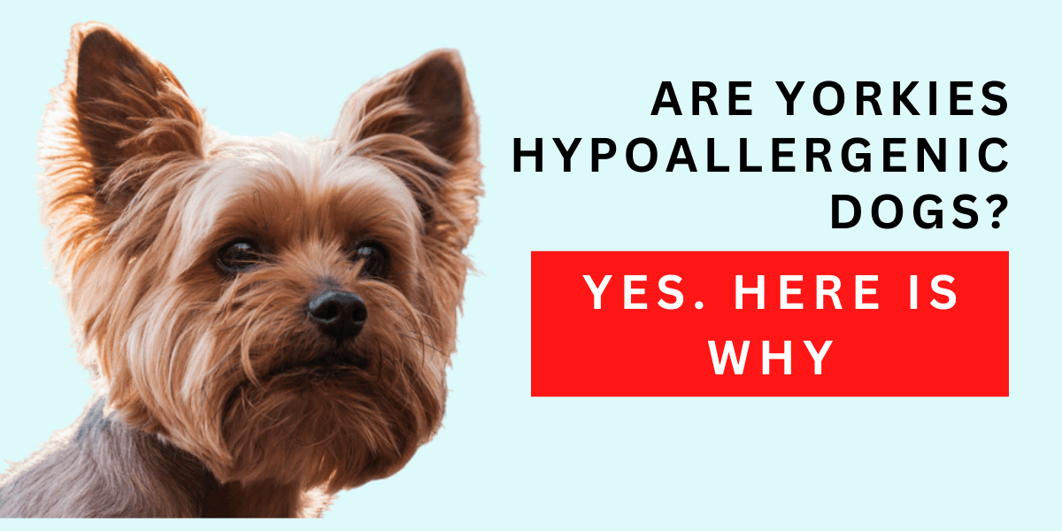 Are Yorkies Hypoallergenic Dogs? Yes, Here is Why. 2022