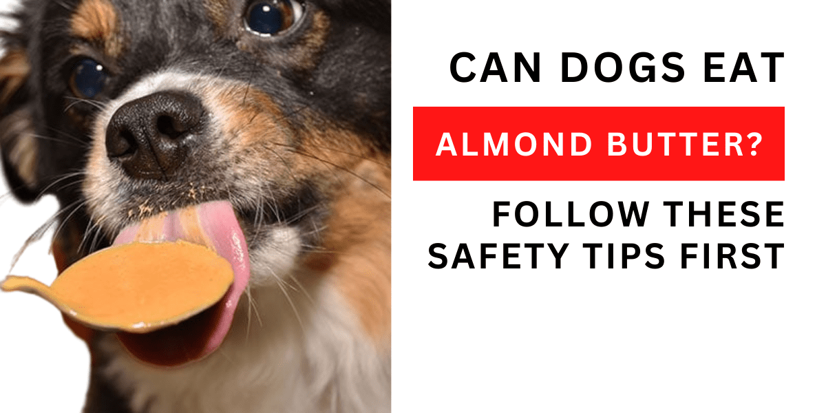 Can Dogs Eat Almond Butter? Follow These Safety Tips First 2024