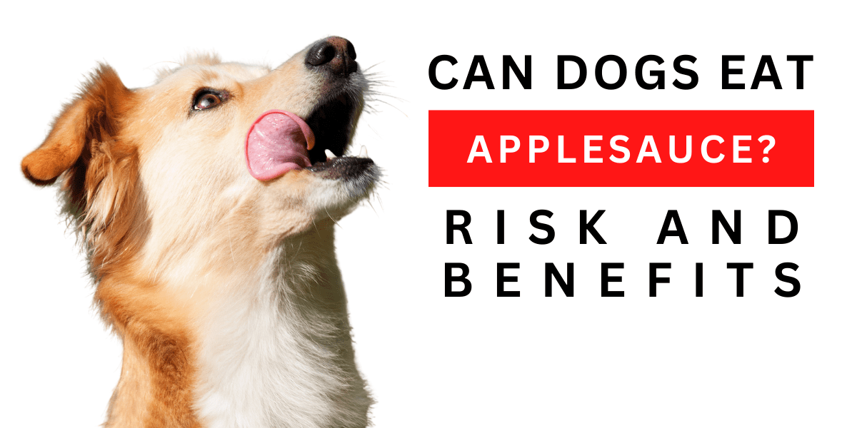 Can Dogs Eat Applesauce? Risks and Benefits 2024