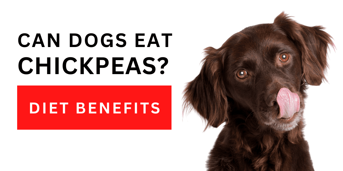 Can Dogs Eat Chickpeas? Diet Benefits 2024