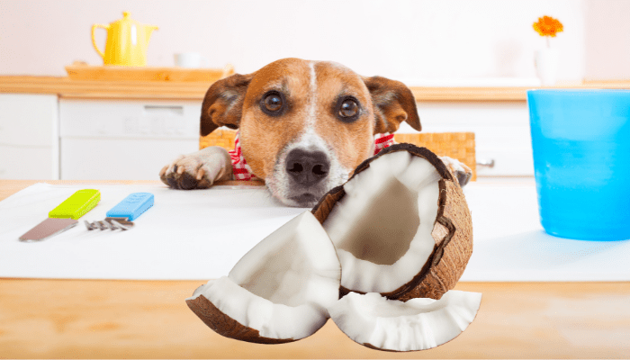 Can dogs eat coconut