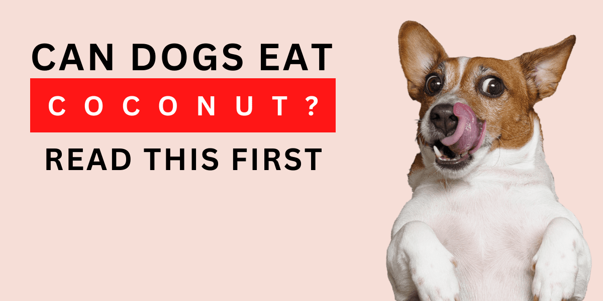 Can Dogs Eat Coconut? Read This First 2022