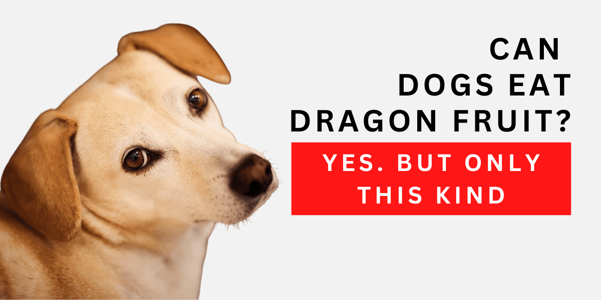 Can Dogs Eat Dragon Fruit? Yes, But Only This Kind 2024