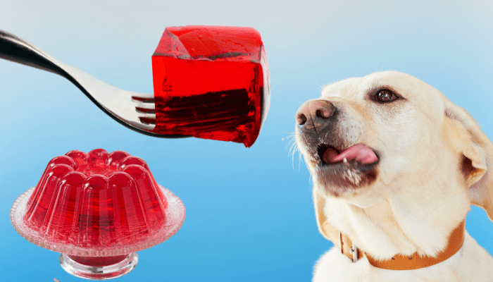 Can dogs eat jello