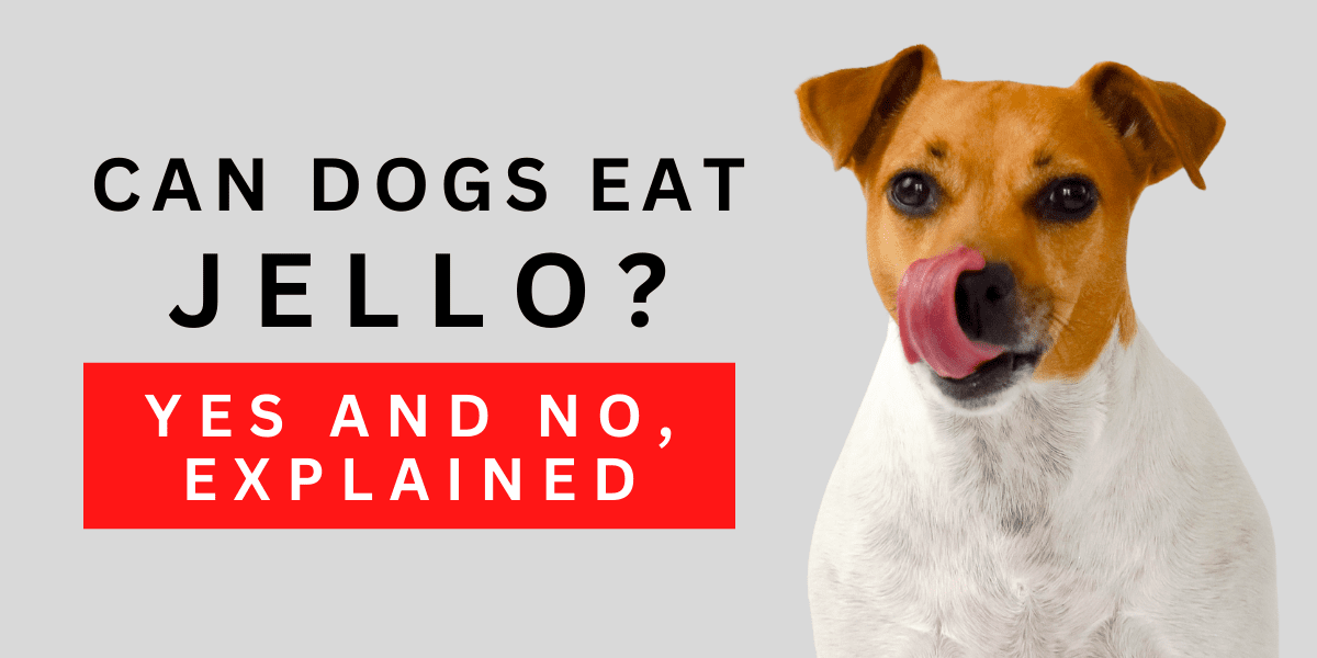 Can Dogs Eat Jello? Yes But Only In Small Moderation 2024