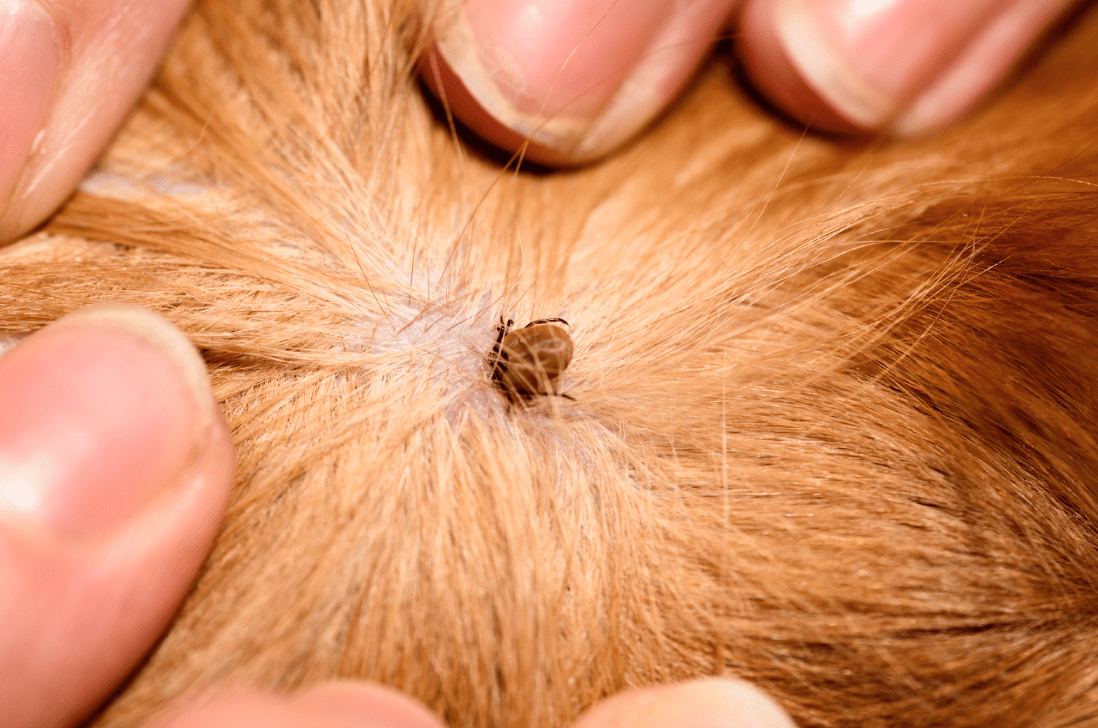Can fleas live in human hair