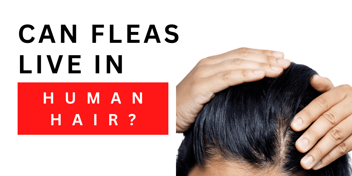 Can Fleas Live in Human Hair? Start Here…2024