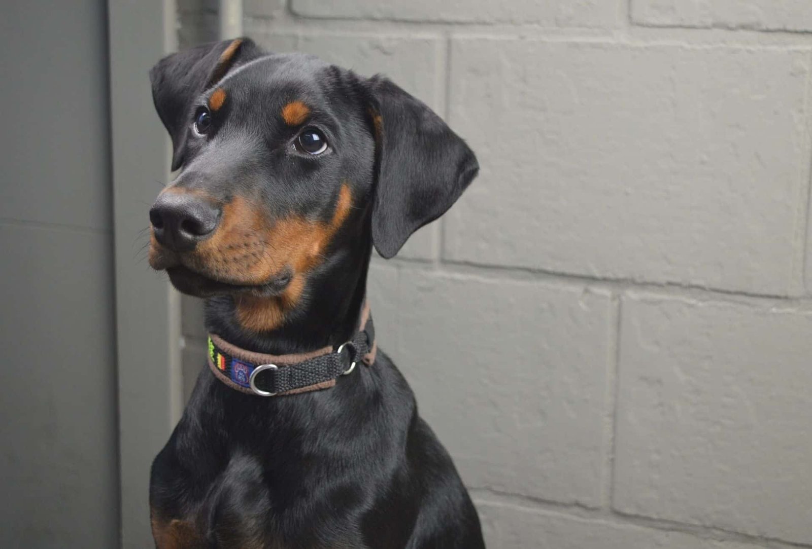 Doberman rottweiler mix