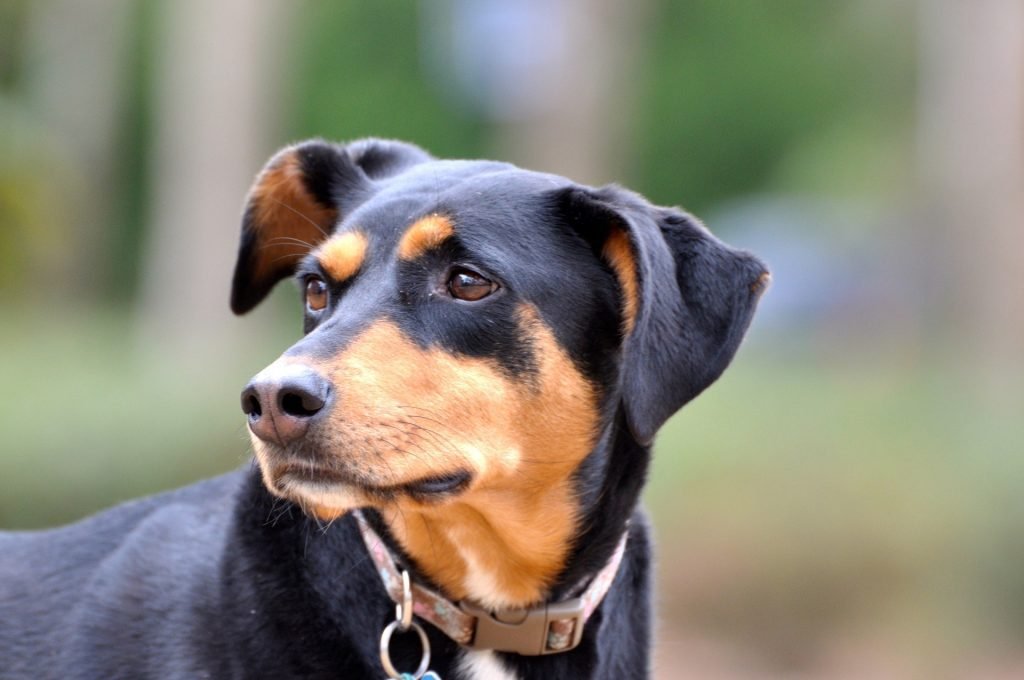 Doberman rottweiler mix