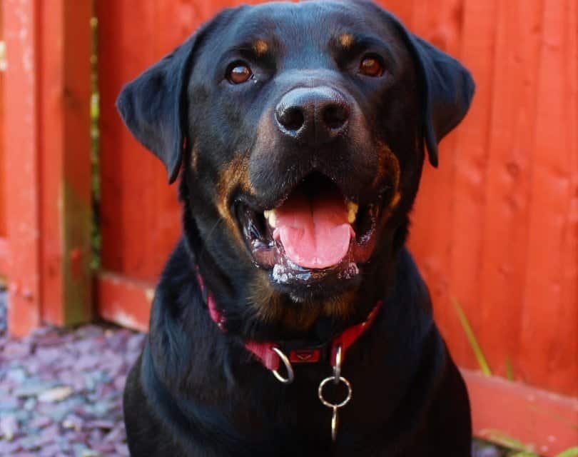 Doberman rottweiler mix