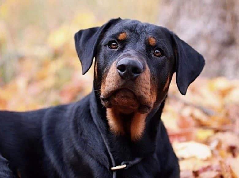 Doberman rottweiler mix