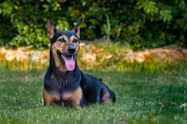 Doberman rottweiler mix