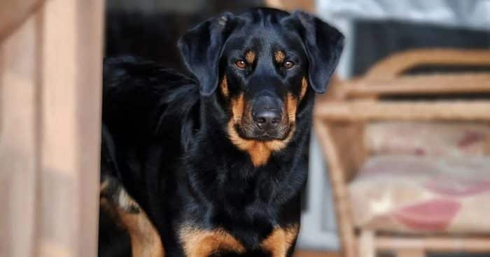 Doberman rottweiler mix