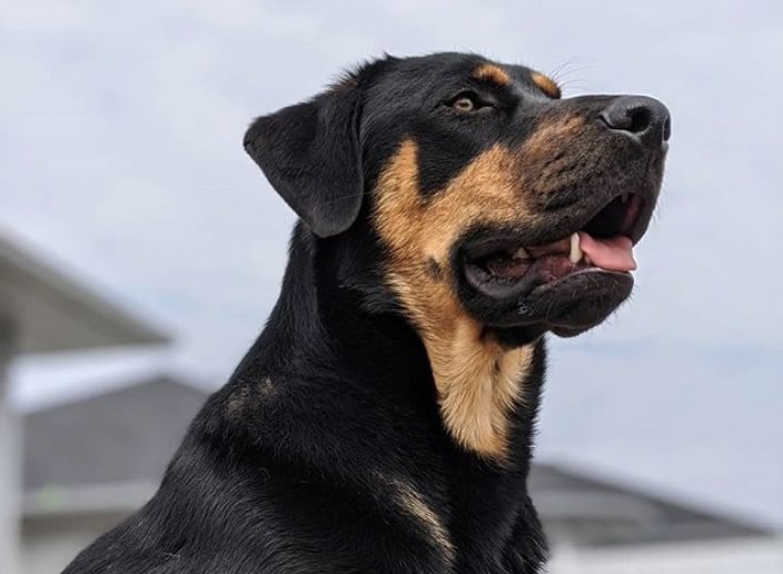 Doberman rottweiler mix