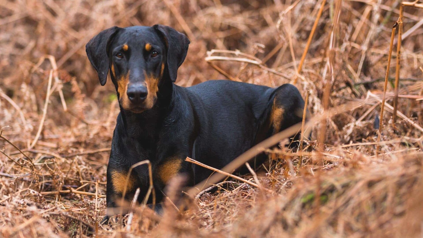 Doberman rottweiler mix