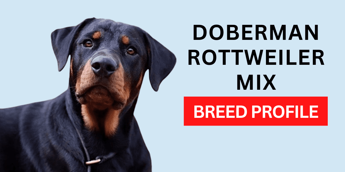 Doberman Rottweiler Mix: Breed Profile 2024