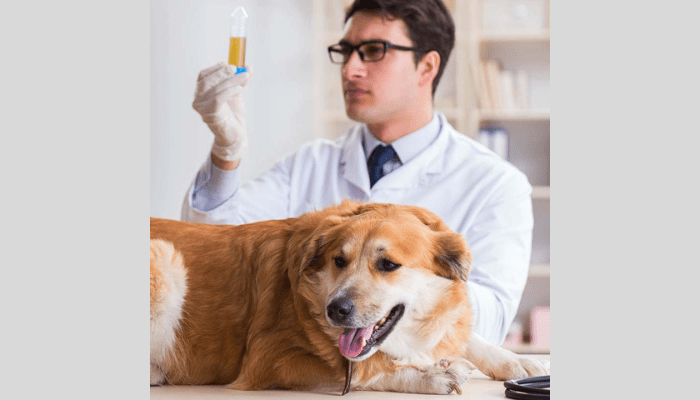 Dogs urine smells like ammonia
