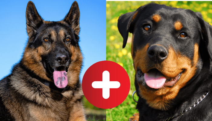 German Shepherd Rottweiler Mix: Breed Profile 2024 - Hearts Of Pets