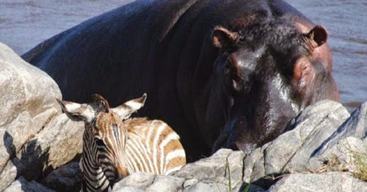 While Crossing A River, Hippo Saves Baby Zebra From Drowning