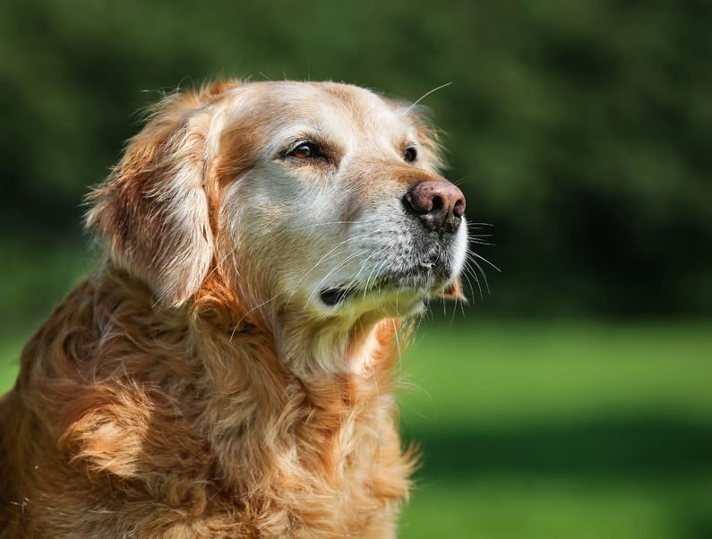 How hot is too hot to walk dogs