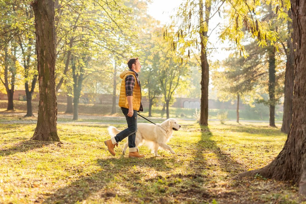 How hot is too hot to walk dogs