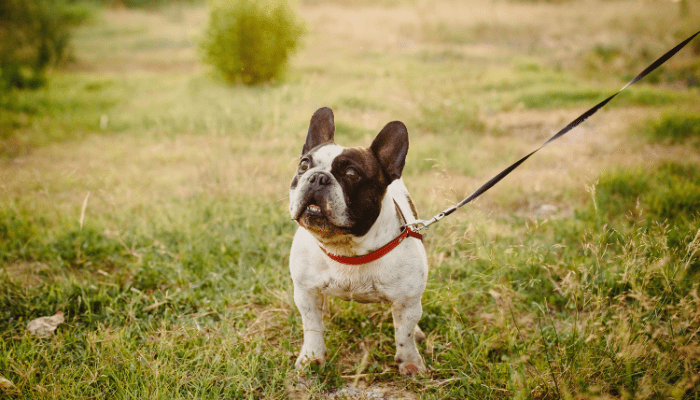 How long can a dog go without pooping