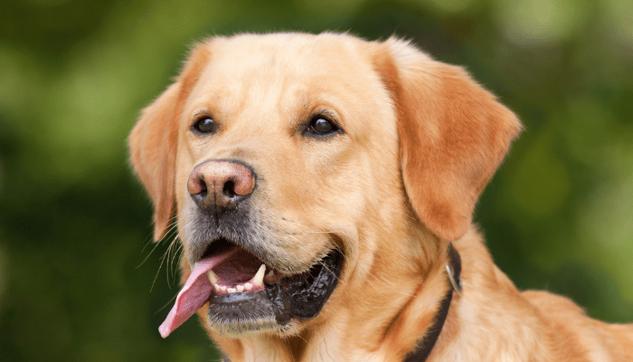 How long can a dog go without pooping