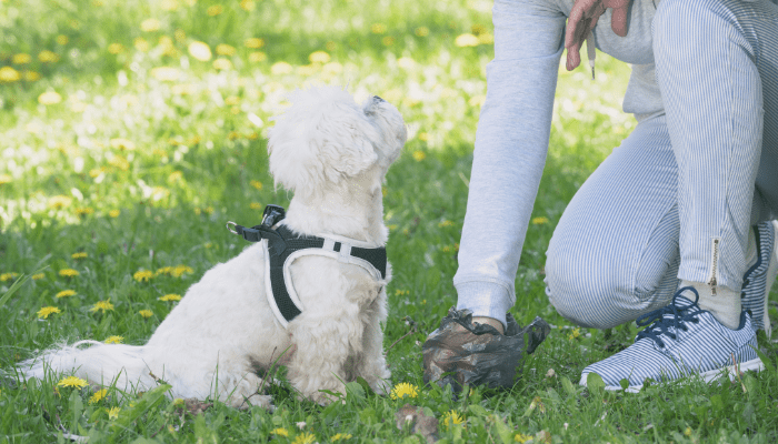 How long can a dog go without pooping