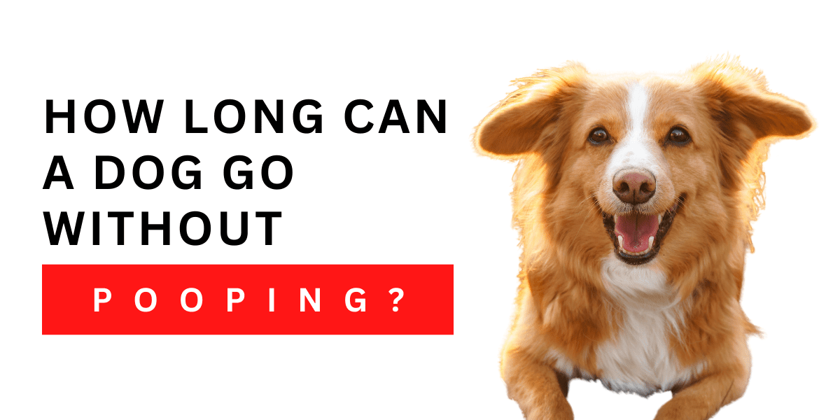 How Long Can a Dog Go Without Pooping? Warning 2024