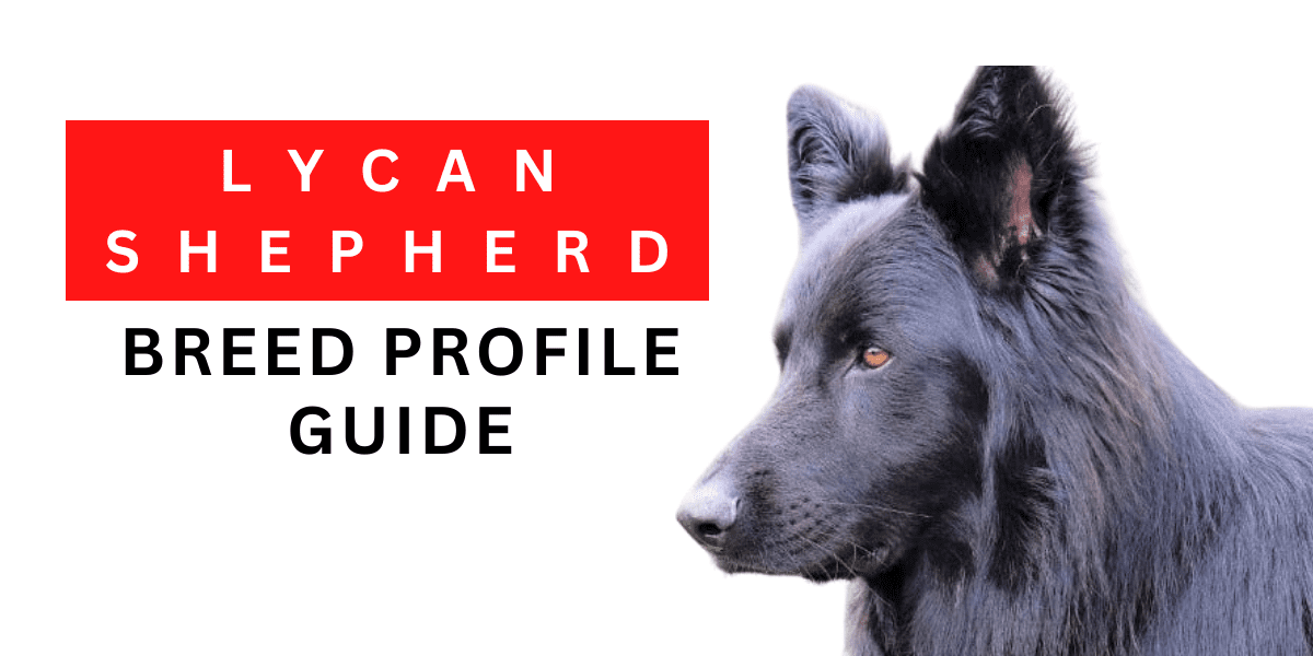 Lycan Shepherd: Breed Profile Guide 2024
