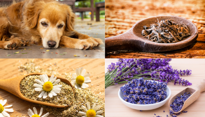 Natural sedative for dogs