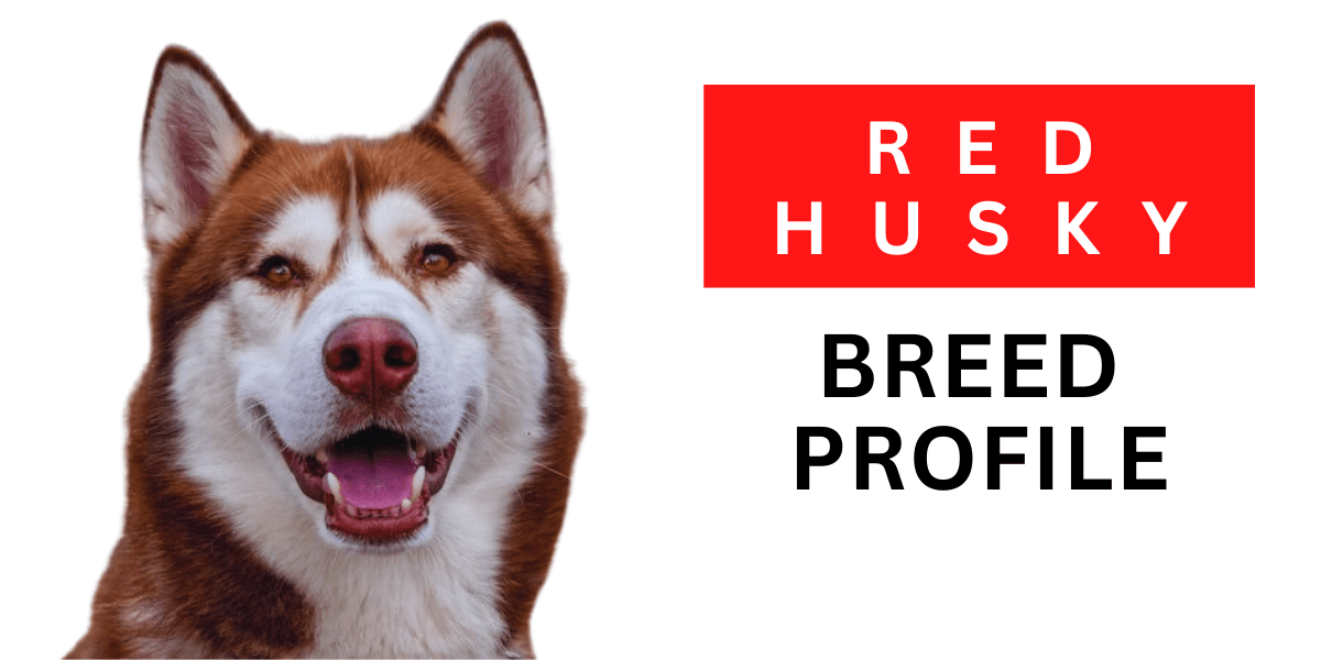 Red Husky: Breed Profile 2024