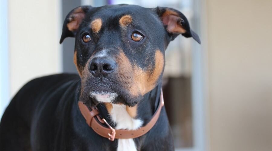 Rottweiler pitbull mix