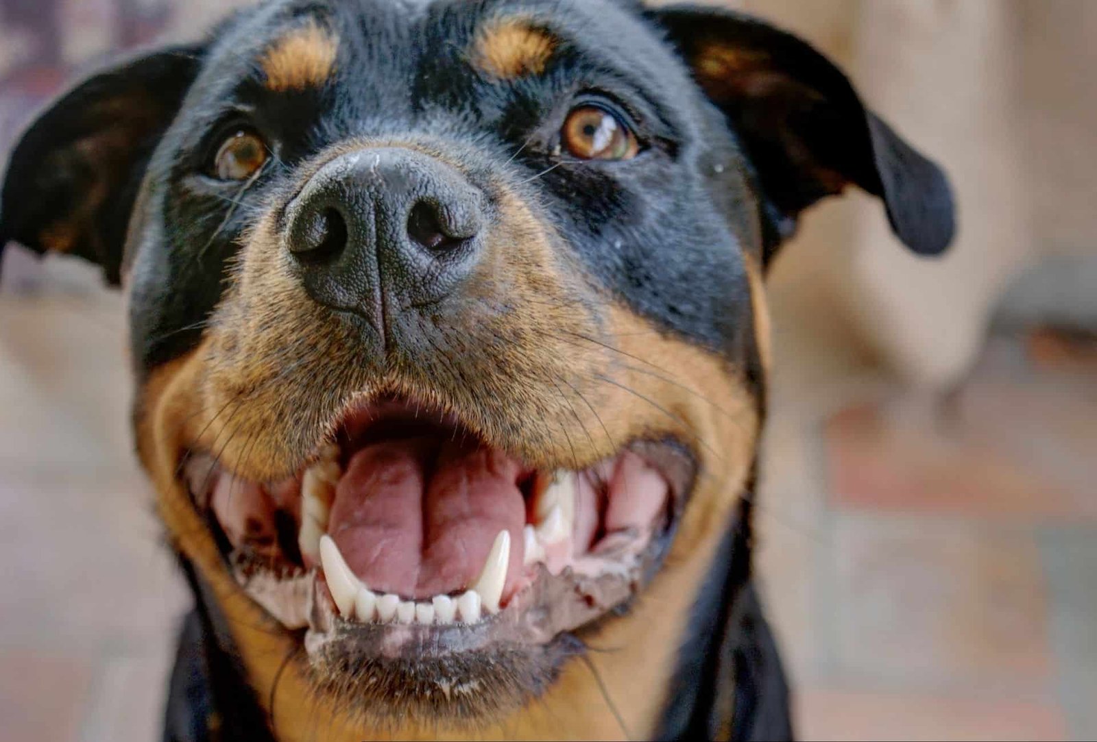 Rottweiler pitbull mix