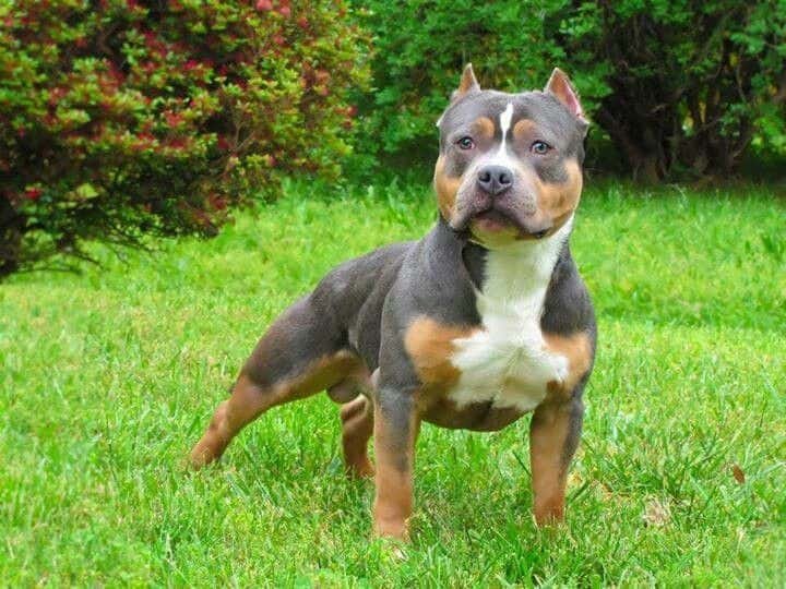 Rottweiler pitbull mix